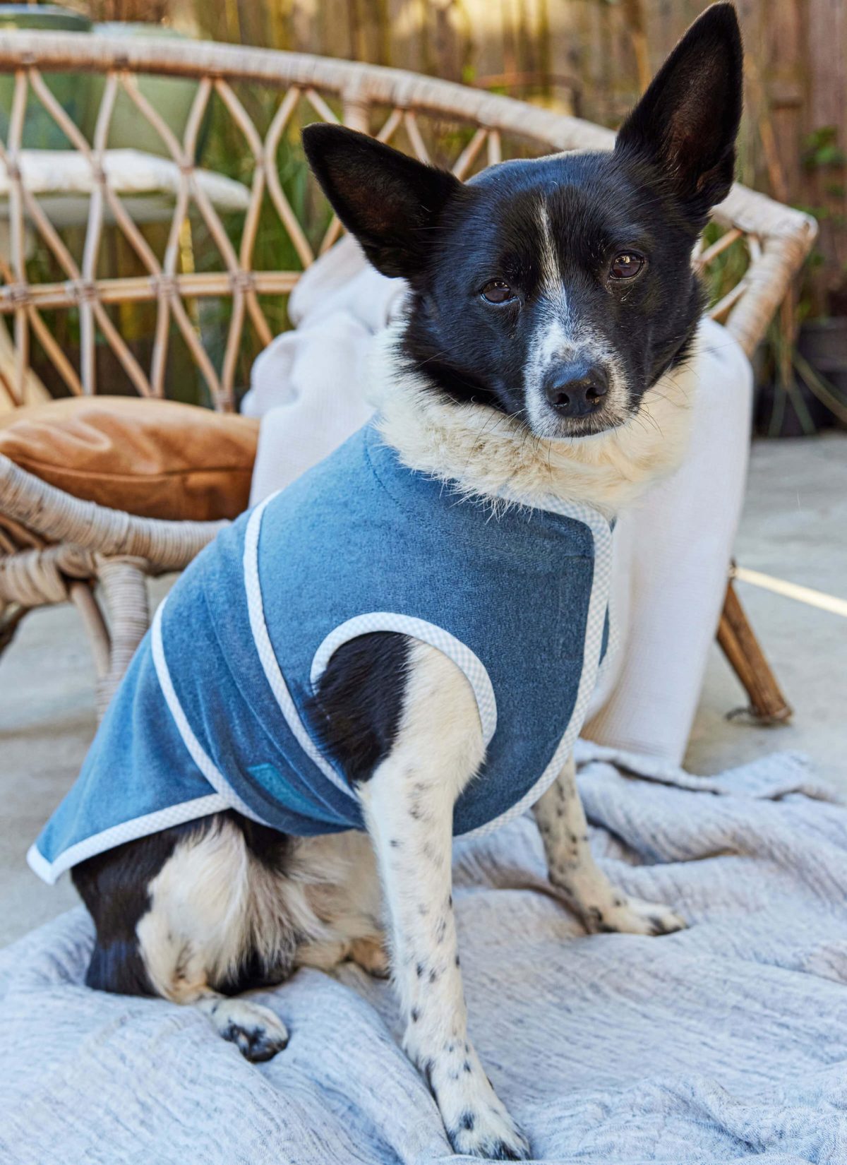 Burda Style Sewing Pattern 5702 Pet Accessories